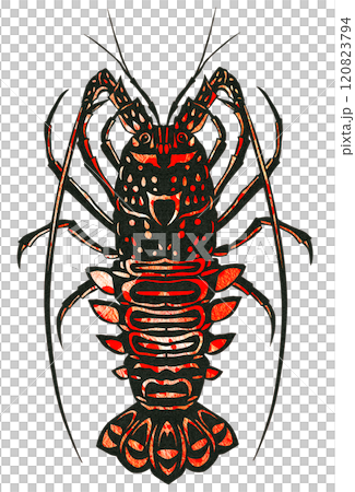 海鮮料理に欠かせない高級食材伊勢えびの切り絵イラスト 120823794