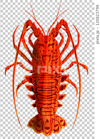 高級食材伊勢えびのオシャレな切り絵イラスト 高級食材伊勢えびのオシャレな切り絵イラスト 120823798