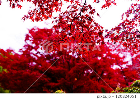 2024年晩秋 奈良県内の紅葉 東大寺大仏池周辺 大仏池北側の真っ赤なもみじ 2024年晩秋 奈良県内の紅葉 東大寺大仏池周辺 大仏池北側の真っ赤なもみじ 120824051