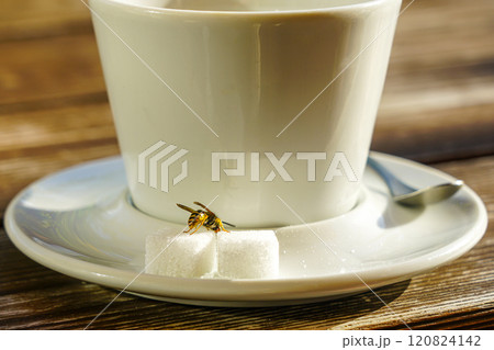 A wasp feasts on a sugar cube grains on a coffee cup saucer in a cafe, wild nature in the city A wasp feasts on a sugar cube grains on a coffee cup saucer in a cafe, wild nature in the city 120824142
