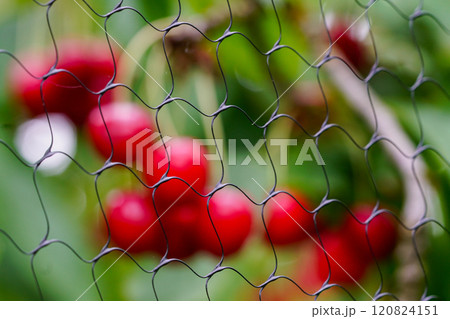 Protection of cherries from birds, cherry tree with blurred red cherries behind bird netting Protection of cherries from birds, cherry tree with blurred red cherries behind bird netting 120824151