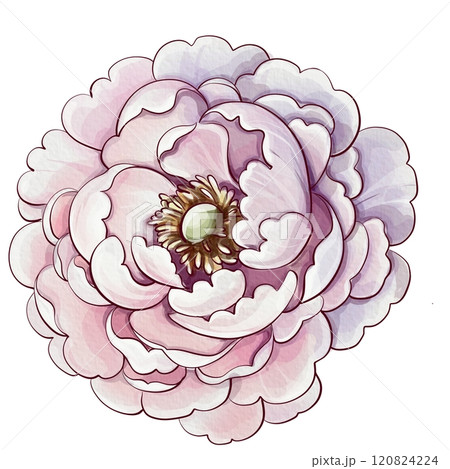 A beautifully illustrated and delicate depiction of a pink peony flower that exudes artistic elegance. Rose flower. Vintage botanical watercolor illustration, isolated. Perfect for a variety of nature A beautifully illustrated and delicate depiction of a pink peony flower that exudes artistic elegance. Rose flower. Vintage botanical watercolor illustration, isolated. Perfect for a variety of nature 120824224