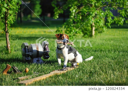 Cute dog holding toy wrench his mouth in garden surrounded by tools 120824334