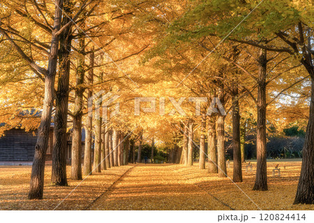 茨城県立歴史館　銀杏並木と黄色い絨毯のような路 120824414