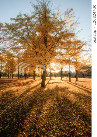 茨城県立歴史館 銀杏並木と黄色い絨毯のような路 茨城県立歴史館 銀杏並木と黄色い絨毯のような路 120824430
