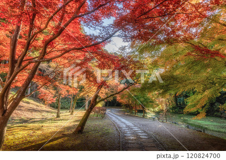紅葉真っ盛りの偕楽園もみじ谷 紅葉真っ盛りの偕楽園もみじ谷 120824700