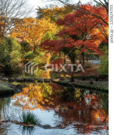 紅葉真っ盛りの偕楽園もみじ谷 120824705