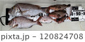 魚市場で売られている魚 120824708