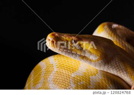 Close-up of a yellow python against a black background showing its brightly colored scales, Tree Snake, snake skin Close-up of a yellow python against a black background showing its brightly colored scales, Tree Snake, snake skin 120824768