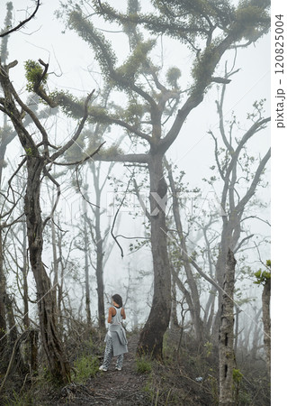 Mystical atmosphere in a destroyed forest on a volcano after an ash eruption. The dead jungle with bare tree trunks and palm trees on the mountain is covered with clouds or fog. Mystical atmosphere in a destroyed forest on a volcano after an ash eruption. The dead jungle with bare tree trunks and palm trees on the mountain is covered with clouds or fog. 120825004