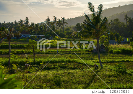 A view of tropical mountains and rice fields with palm trees on a sunny day. A view of tropical mountains and rice fields with palm trees on a sunny day. 120825033