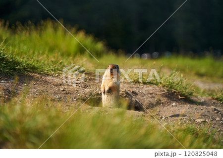 Prairie dogs in their native environment in the meadows in the mountains near their den. Prairie dogs in their native environment in the meadows in the mountains near their den. 120825048