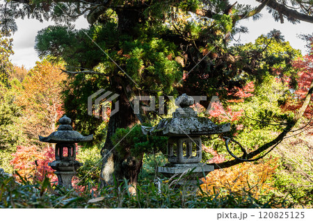 早尾神社参道沿いの針葉樹林　滋賀県大津市坂本 120825125