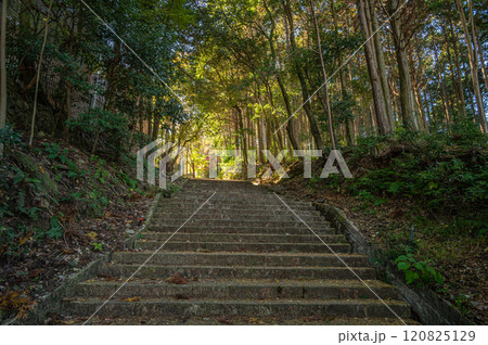 早尾神社参道の石段 滋賀県大津市坂本 早尾神社参道の石段 滋賀県大津市坂本 120825129