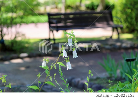 ホタルブクロの花 120825153