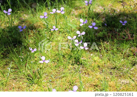 チリアヤメの花 チリアヤメの花 120825161