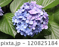 紫陽花 120825184