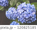 紫陽花 120825185