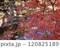 赤く色づいた紅葉 120825189