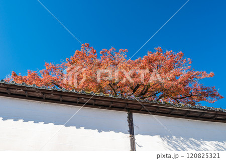 大津市坂本晩秋風景 白壁の上の紅葉 大津市坂本晩秋風景 白壁の上の紅葉 120825321