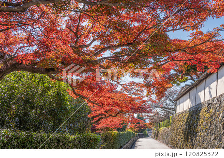 大津市坂本晩秋風景　 120825322