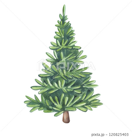 Christmas Tree evergreen pine, spruce, fir, larch, needles. Hand drawn watercolor illustration isolated on white background. For Xmas holiday, New Year, landscape forest postcard, invitation Christmas Tree evergreen pine, spruce, fir, larch, needles. Hand drawn watercolor illustration isolated on white background. For Xmas holiday, New Year, landscape forest postcard, invitation 120825403