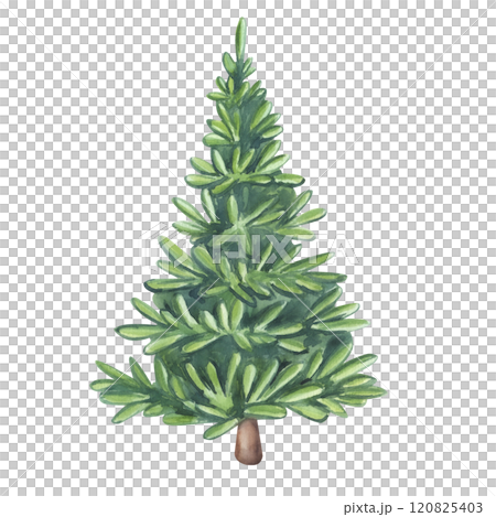 Christmas Tree evergreen pine, spruce, fir, larch, needles. Hand drawn watercolor illustration isolated on white background. For Xmas holiday, New Year, landscape forest postcard, invitation Christmas Tree evergreen pine, spruce, fir, larch, needles. Hand drawn watercolor illustration isolated on white background. For Xmas holiday, New Year, landscape forest postcard, invitation 120825403