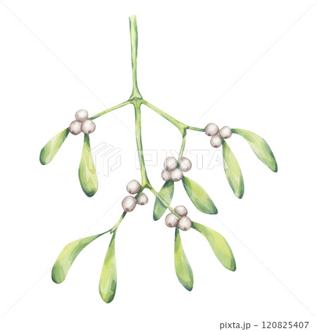 Mistletoe branch with white berries green leaves. Kissing place. Traditional plant for Christmas decoration. Happy New Year! Hand drawn watercolor illustration isolated on white background. postcard Mistletoe branch with white berries green leaves. Kissing place. Traditional plant for Christmas decoration. Happy New Year! Hand drawn watercolor illustration isolated on white background. postcard 120825407