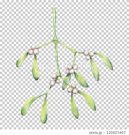 Mistletoe branch with white berries green leaves. Kissing place. Traditional plant for Christmas decoration. Happy New Year! Hand drawn watercolor illustration isolated on white background. postcard Mistletoe branch with white berries green leaves. Kissing place. Traditional plant for Christmas decoration. Happy New Year! Hand drawn watercolor illustration isolated on white background. postcard 120825407