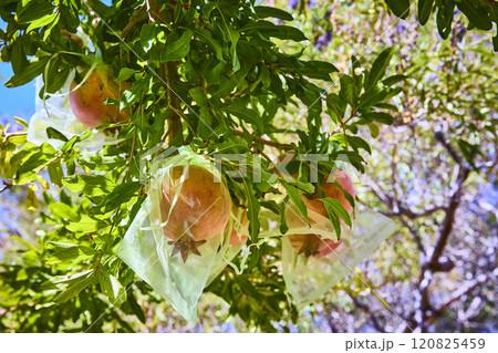 Ripe Pomegranates in Mesh Bags on Sunlit Orchard Branches Eye-Level View Ripe Pomegranates in Mesh Bags on Sunlit Orchard Branches Eye-Level View 120825459