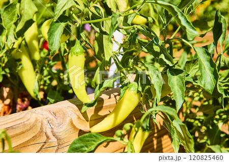 Vibrant Banana Peppers in Urban Garden Eye-Level View 120825460