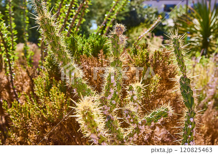 Vibrant Desert cactus with Sharp Spines Eye-Level View 120825463