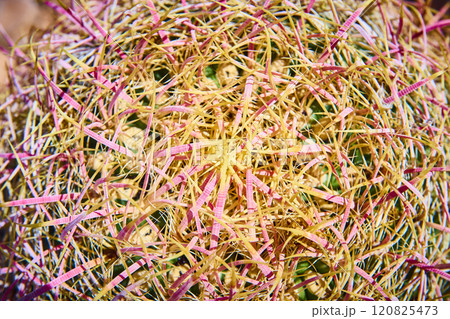 Vibrant Yellow Pink Cactus Spines Close-Up in Sunlit Desert 120825473