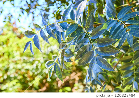 Vibrant Green Leaves Close Up in Botanical Conservatory Eye-Level View 120825484
