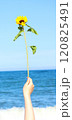 海にひまわりを掲げている夏の写真 120825491
