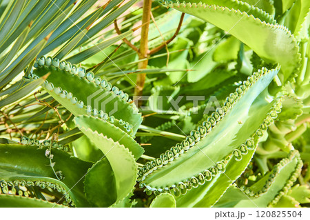 Lush Green Succulent Close-Up with Leaf Motion Detail 120825504