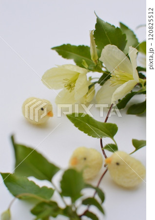 乳白色の冬咲きクレマチスの花とフェルトのひよこ 乳白色の冬咲きクレマチスの花とフェルトのひよこ 120825512