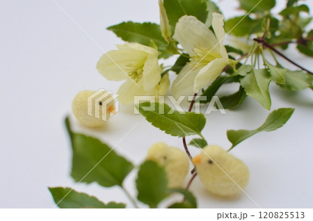 乳白色の冬咲きクレマチスの花とフェルトのひよこ 乳白色の冬咲きクレマチスの花とフェルトのひよこ 120825513