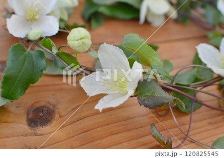乳白色の冬咲きクレマチスの花　　　　　　　　 　 120825545