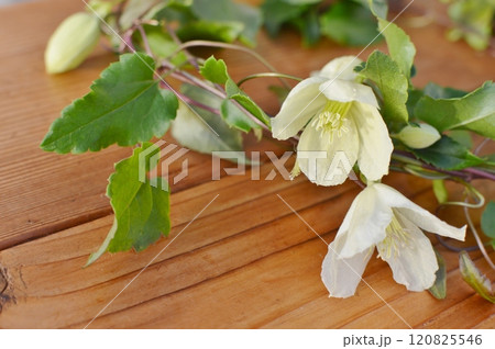 乳白色の冬咲きクレマチスの花　　　　　　　　 　 120825546