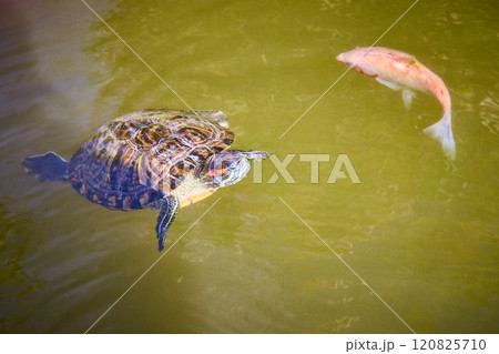 Turtle and Koi in Harmony Pond Level View 120825710