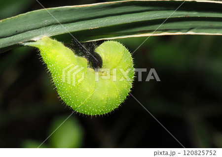 クロコノマチョウの幼虫 クロコノマチョウの幼虫 120825752