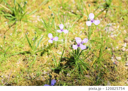 チリアヤメの花 120825754
