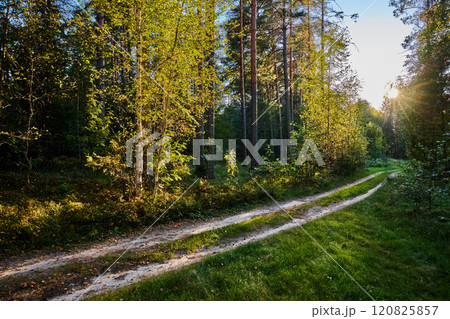 Serene Forest Path in Golden Hour Light Serene Forest Path in Golden Hour Light 120825857