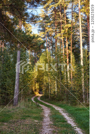 Serene Forest Path in Golden Hour Light Serene Forest Path in Golden Hour Light 120825859