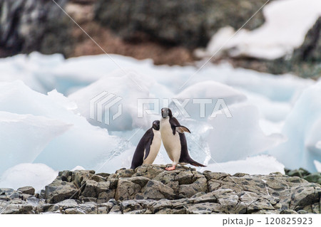 Impression of the Adelie Penguin Colony at the fish islands Impression of the Adelie Penguin Colony at the fish islands 120825923