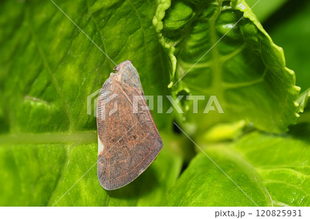 チュウゴクアミガサハゴロモ(外来種) チュウゴクアミガサハゴロモ(外来種) 120825931