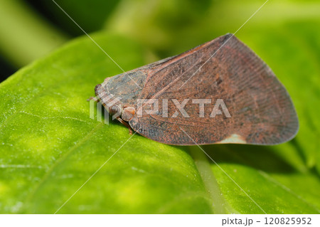 チュウゴクアミガサハゴロモ(外来種) チュウゴクアミガサハゴロモ(外来種) 120825952