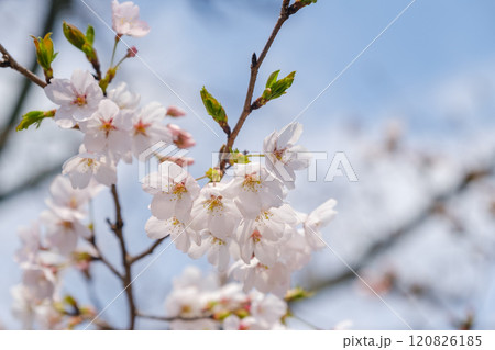 春の青空に映える桜 120826185