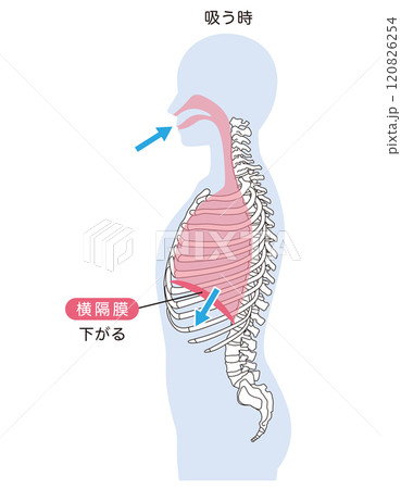 呼吸の仕組み　横隔膜　呼吸筋 120826254